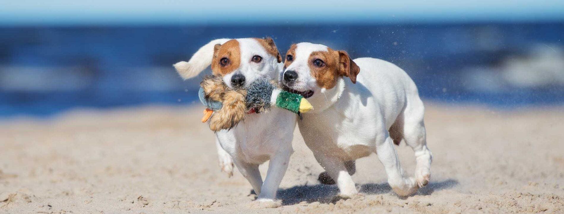 Pet-Friendly-Parks-Ingenia-Holidays